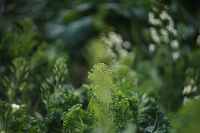 cabbage green bokeh.jpg