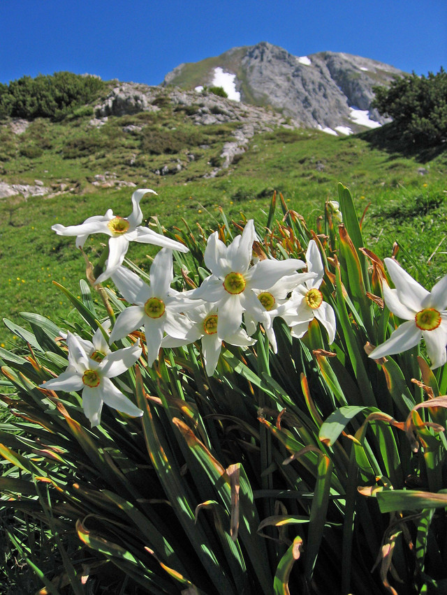 Narcissus.poeticus.1658.jpg