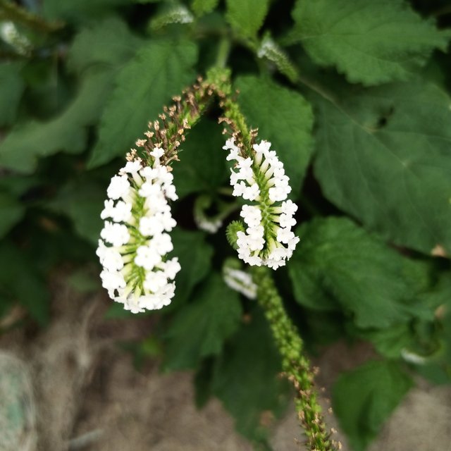 IMG_20220407_073342_113.jpg