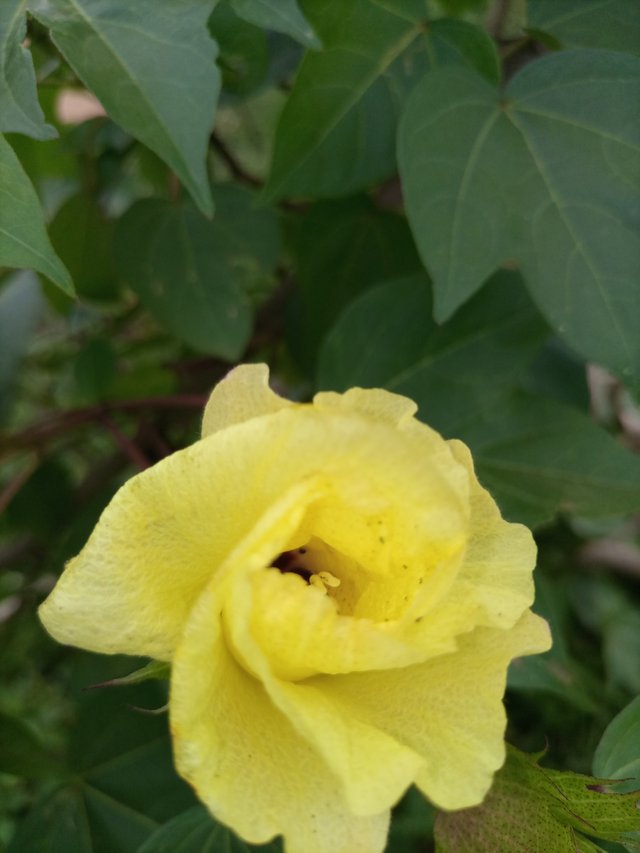 IMG_20210513_143147_641.jpg