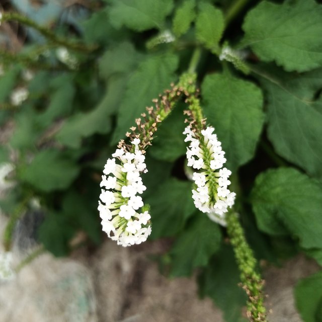 IMG_20220407_073415_388.jpg