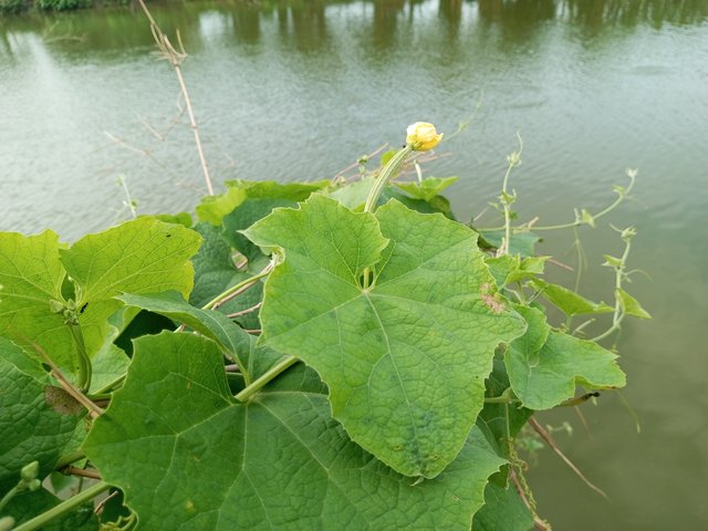 IMG_20230728_074421_278.jpg