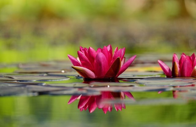 water-lily-1442497_1280.jpg