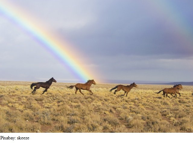 wild horses pixabay.jpg
