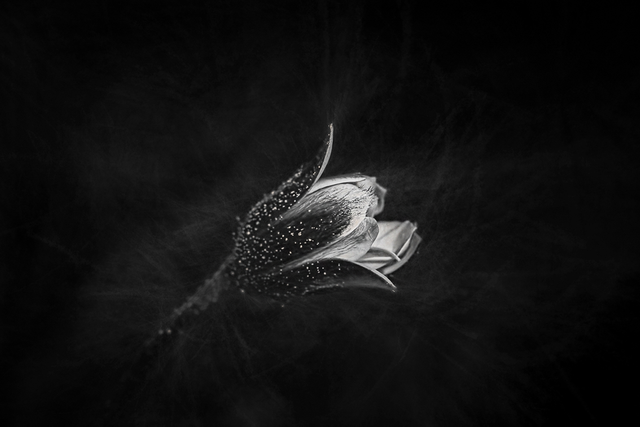 DSC_6304-2-FN-2-DV-2-ST.png