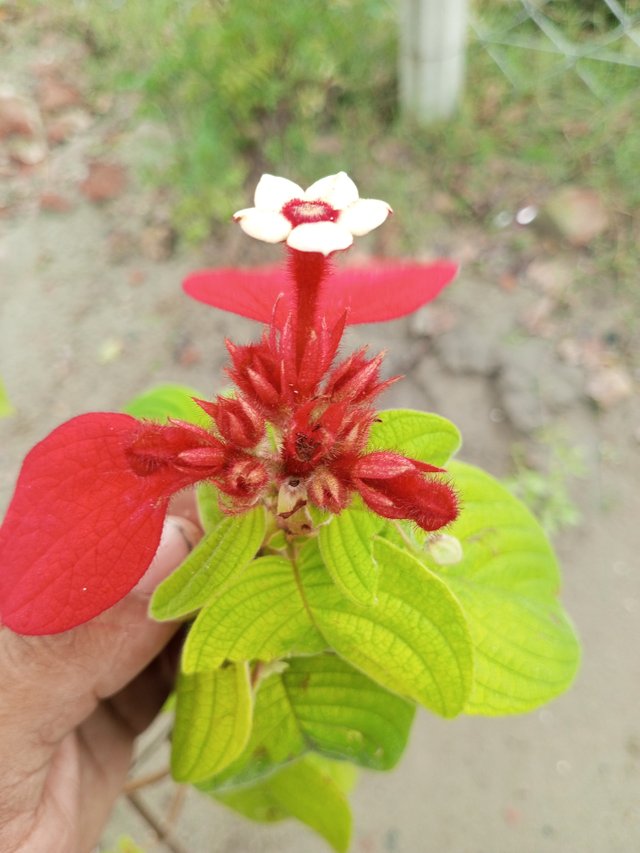 IMG_20220912_132345_757.jpg
