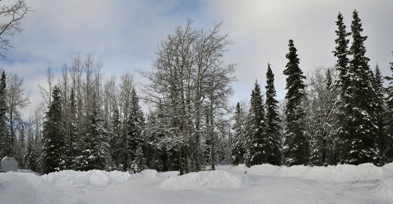 Tree Circle