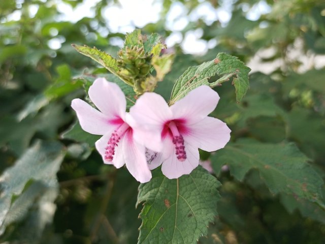 IMG_20210928_074945_982.jpg