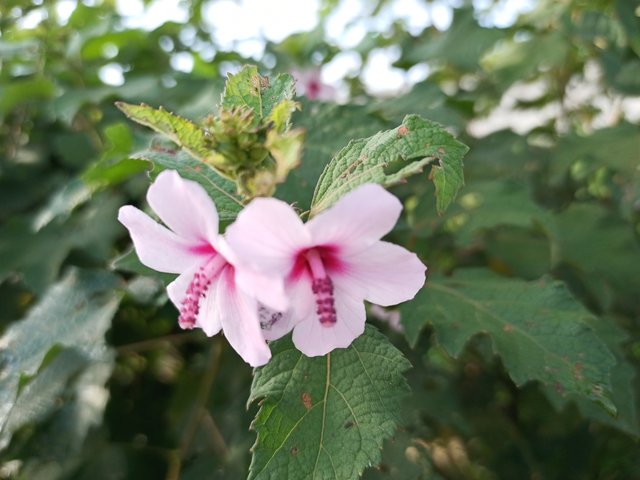 IMG_20210928_074945_182.jpg