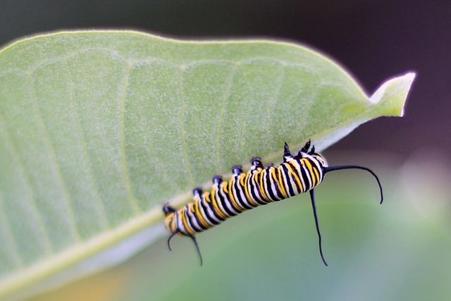 caterpillar-699550__480.jpg