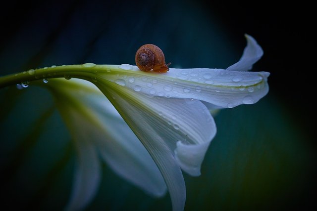 flowers-3453238_960_720.jpg