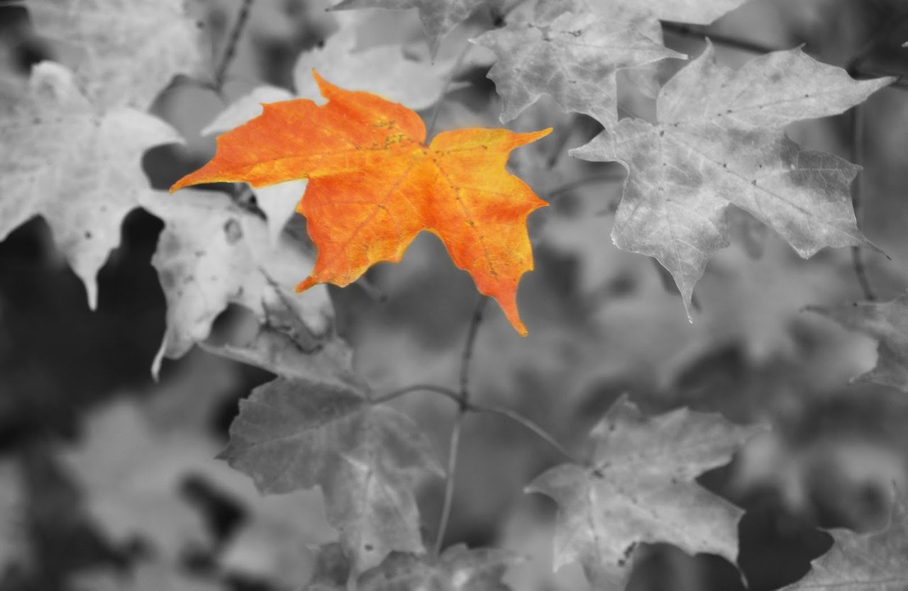 Autumn leaves White back