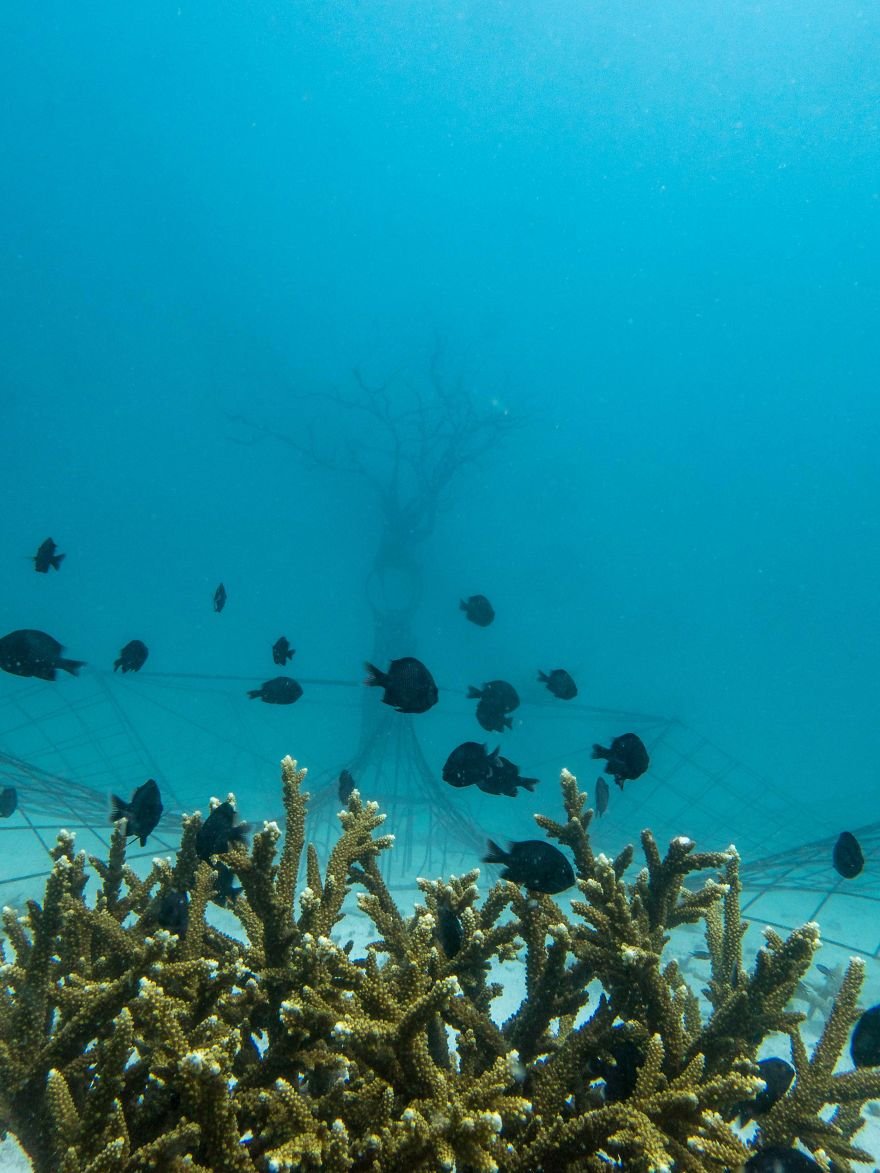 Coral 09. Подводная жизнь. Искусственные рифы. Коралловый остров вблизи Кубы. Спасение кораллов.