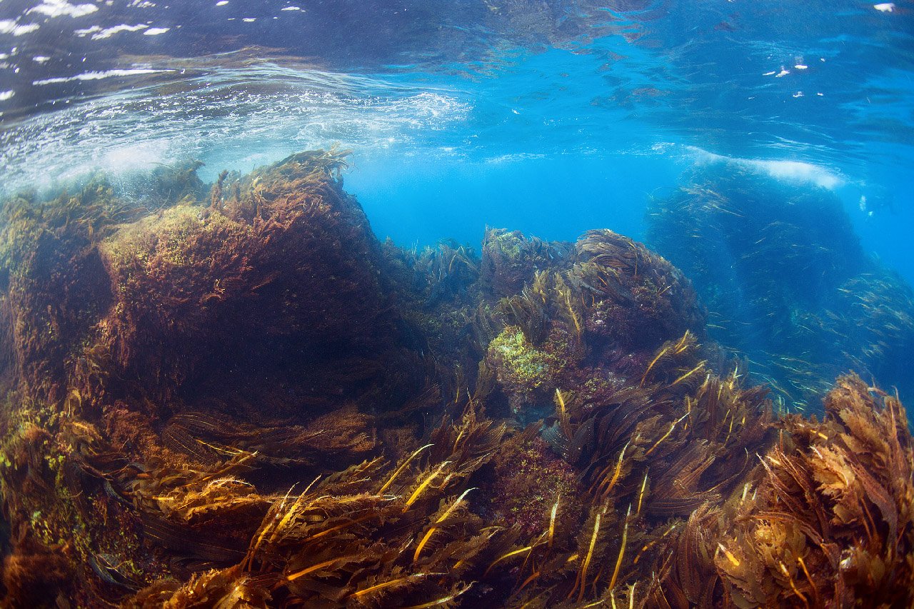 Подводный мир остров Монерон