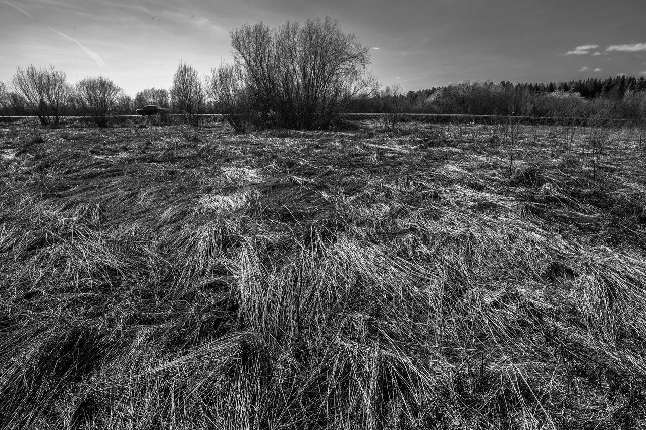 Серебряное поле. Сухая трава. Эстетика сухая трава текстура. Зеленая сухая трава. Сухая трава свет черно-белое.