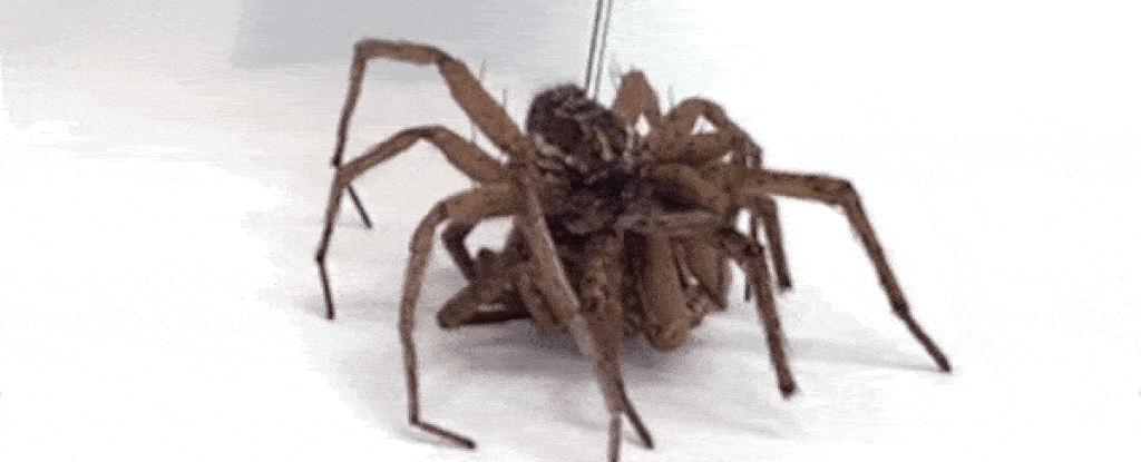 Cuantas patas tienen las arañas