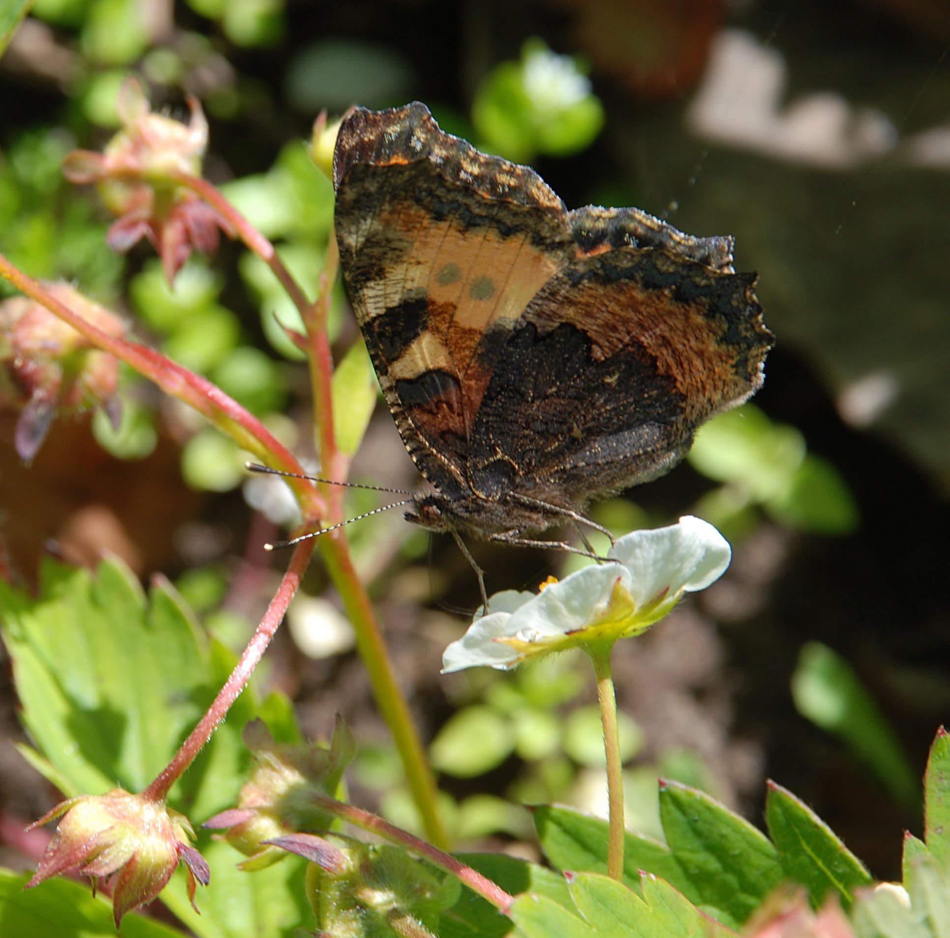 Какую среду обитания освоила бабочка крапивница. Крапивница Aglais urticae. Клубника бабочка. Мотылек с клубникой. Пяденица на клубники.