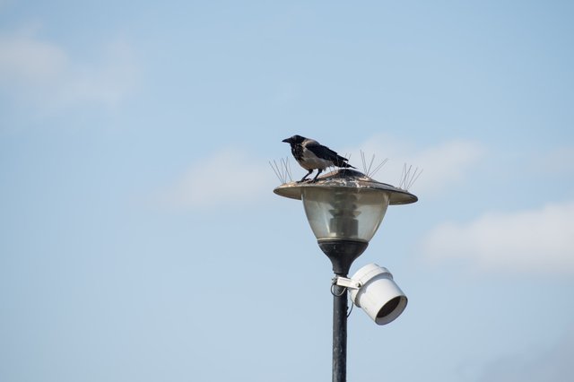 0002ccJuly 26, 2019 IMGP9019.jpg