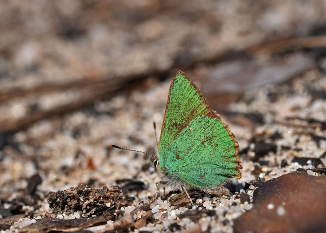 butterfly Green hairstreak 3.jpg