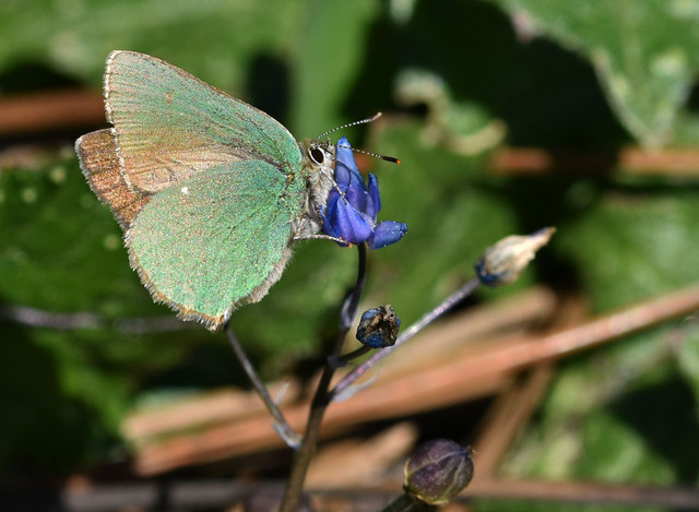 butterfly Green hairstreak 1.jpg