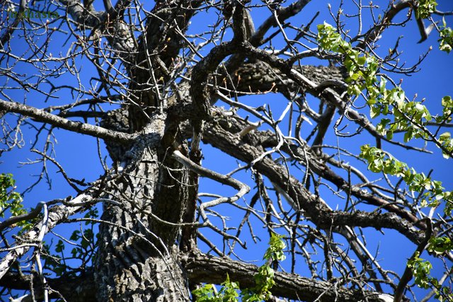 shasta2019april2nd47cottonwoods5io.jpg