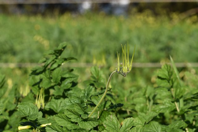 Geranium Erodium moschatum 6.jpg