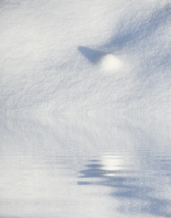 shasta2019jan8th47snowballfight8io.gif