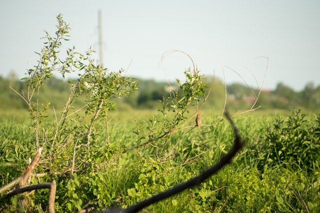 0006ccJune 04, 2019 IMGP6711.jpg