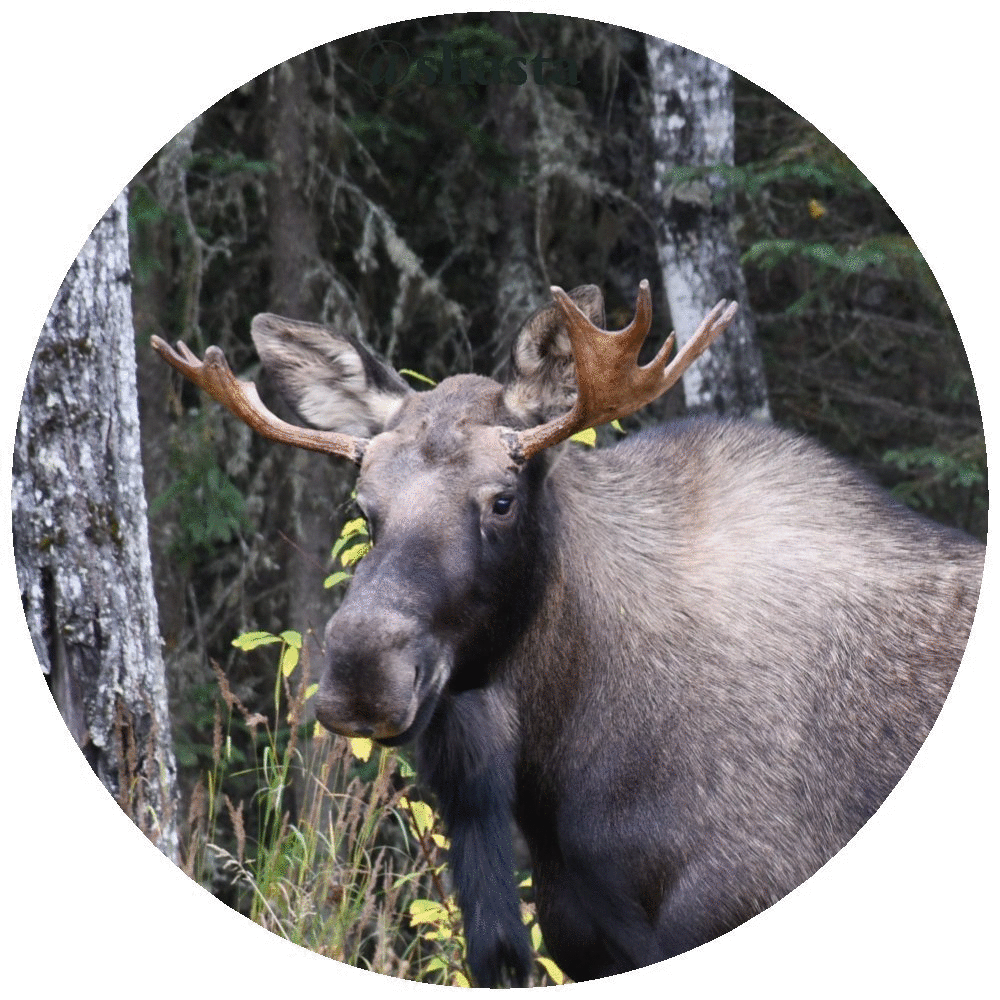 shasta2019march11th47bullmoose13io.gif