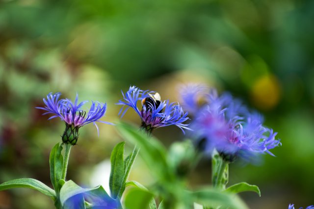 0002ccJune 09, 2019 IMGP6864.jpg