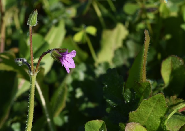 Geranium Erodium moschatum 7.jpg