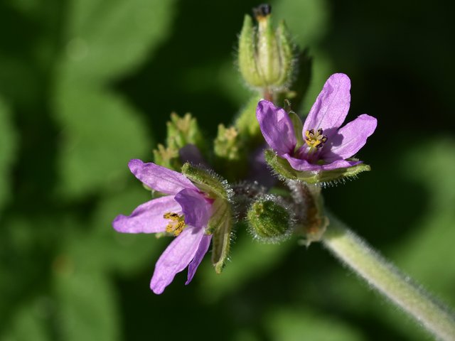 Geranium Erodium moschatum 3.jpg