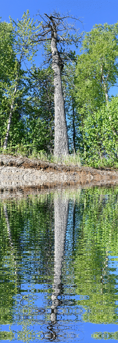 shasta2019april9th47cottonwood11io.gif