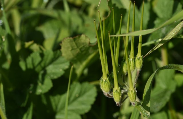 Geranium Erodium moschatum 5.jpg