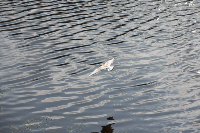 0006ccJuly 26, 2019 IMGP9033.jpg