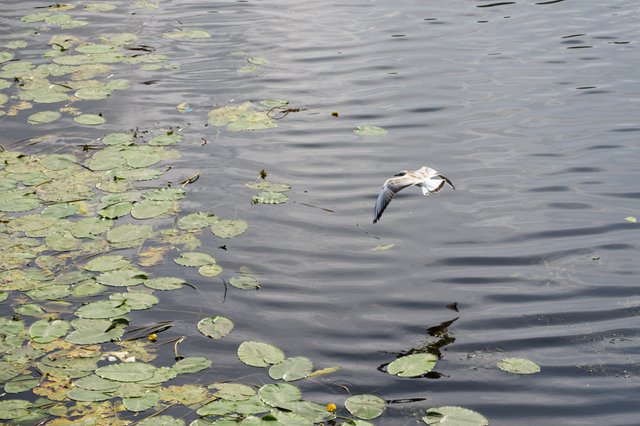 0008ccJuly 26, 2019 IMGP9035.jpg