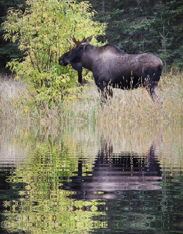 shasta2019march11th47bullmoose11io.gif