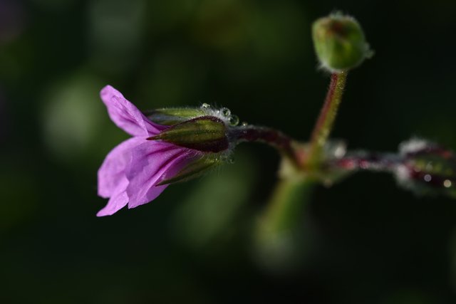 Geranium Erodium moschatum 2.jpg