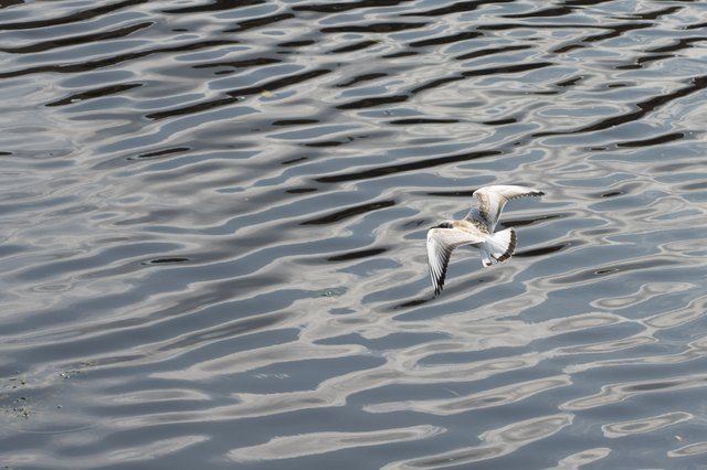 0007ccJuly 26, 2019 IMGP9034.jpg