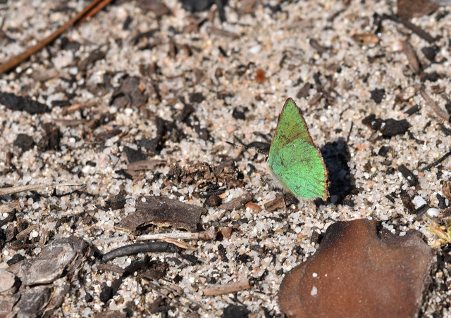 butterfly Green hairstreak 2.jpg