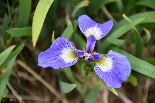 shasta2018july7th47oneyear7iris7io.jpg