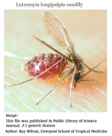 Lutzomyia longipalpis-sandfly2 Ray Wilson, Liverpool School of Tropical Medicine 2.5 and PLOS One 4.0.jpg