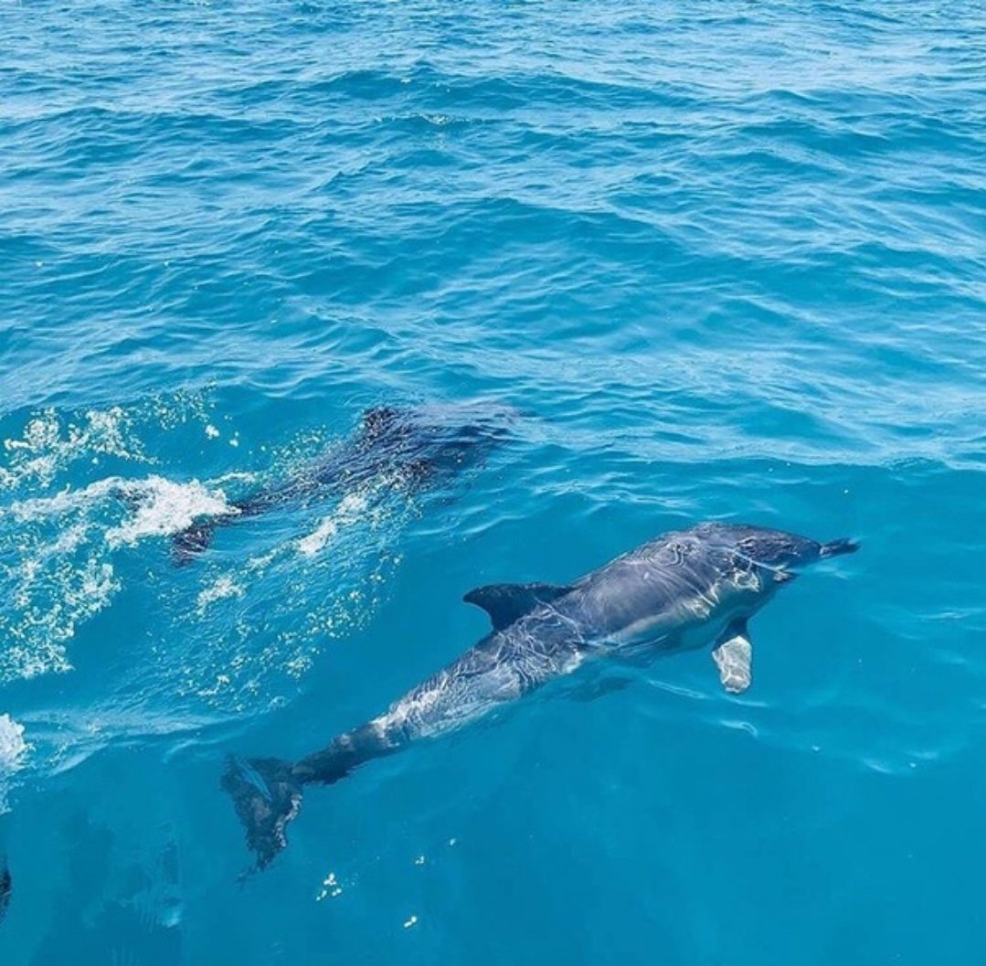 Дельфин дивноморское. Черное море Анапа дельфины. Афалина в Анапе Дельфин. Дельфины в черном море Сочи. Дельфины в море.