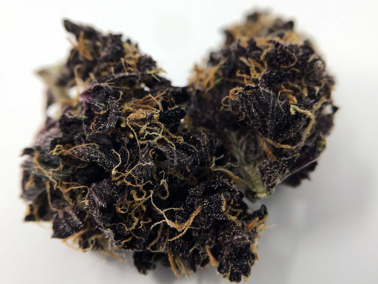 This week Blackberry Kush is in our cannabis strain spotlight. 