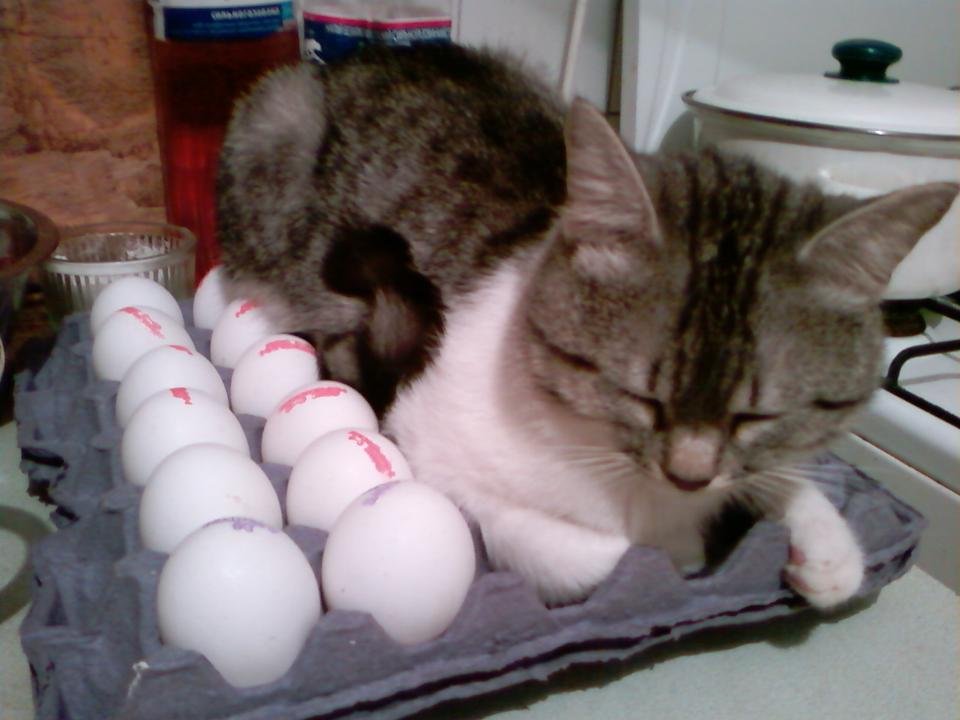 Можно ли давать коту яйцо. Кошачьи яйца. Котик с яйцами. Кот высиживает яйца. Коты с яичками.