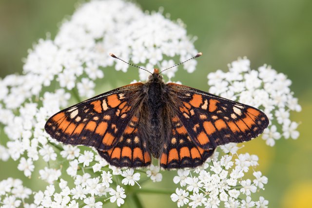 Maivogel (Euphydryas maturna)_CI4A7335-BF.jpg