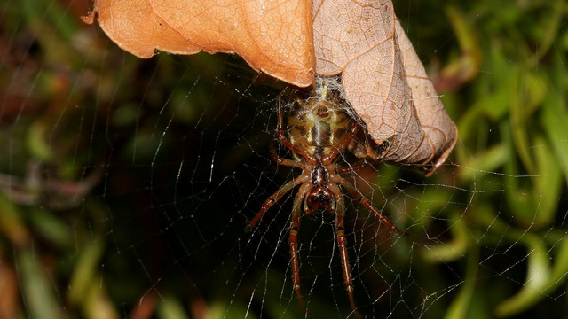 Tetragnathidae Phonognatha graeffei Tas.jpg