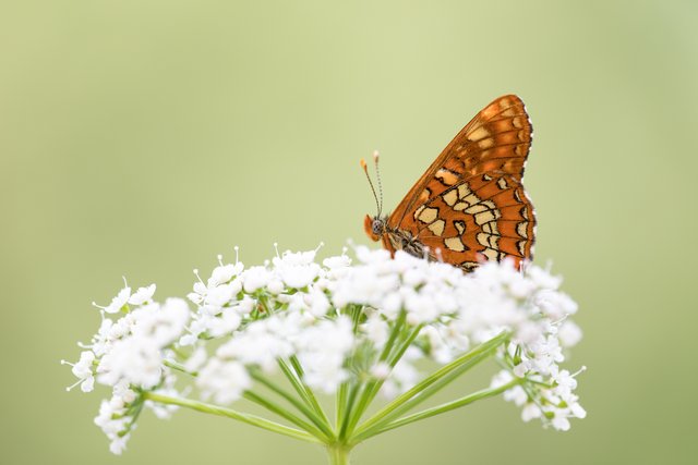Maivogel (Euphydryas maturna)_CI4A6938-BF.jpg