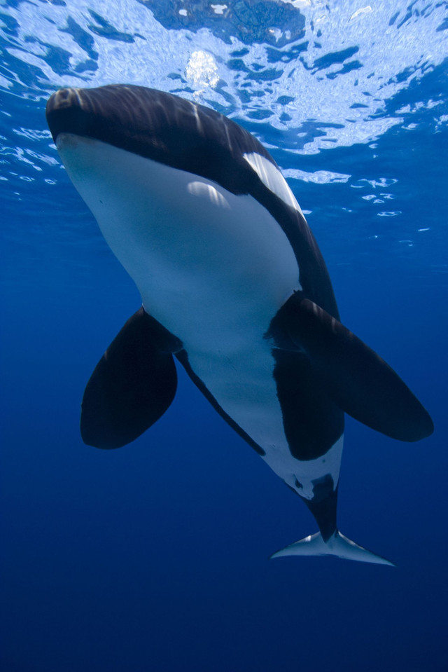 ocean-giants-killer-whale-blue-photo-archives.jpg