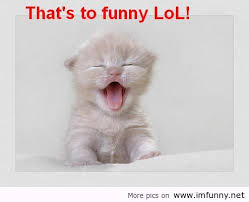 cat.jpeg